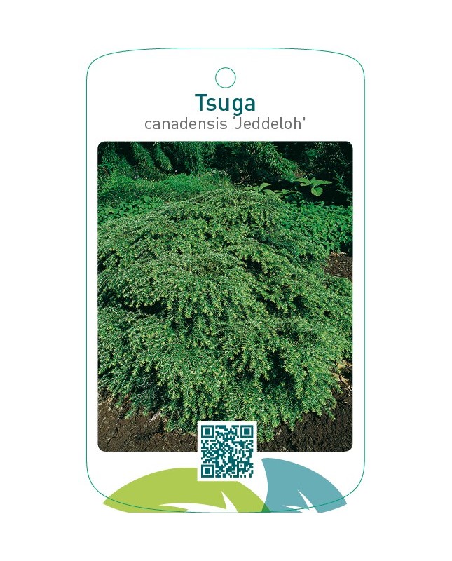 Tsuga canadensis ‘Jeddeloh’