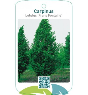 Carpinus betulus ‘Frans Fontaine’