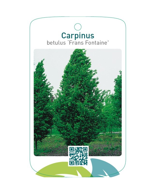 Carpinus betulus ‘Frans Fontaine’