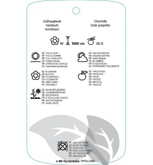Etichette di Carpinus betulus ‘Frans Fontaine’ *