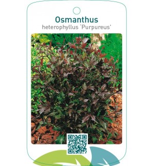 Osmanthus heterophyllus ‘Purpureus’