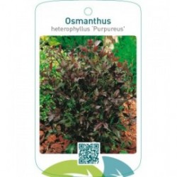 Osmanthus heterophyllus ‘Purpureus’