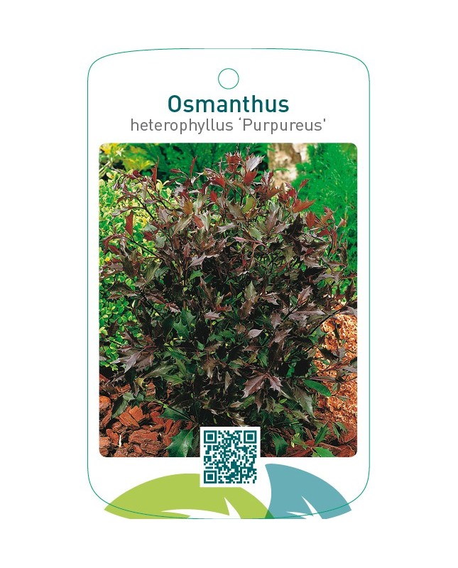 Osmanthus heterophyllus ‘Purpureus’