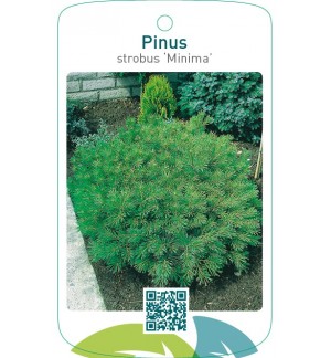 Pinus strobus ‘Minima’