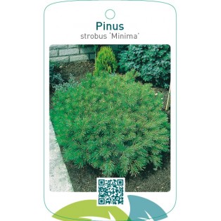 Pinus strobus ‘Minima’