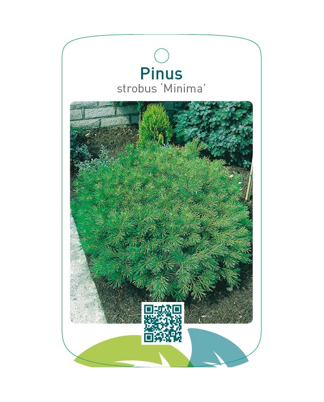 Pinus strobus ‘Minima’