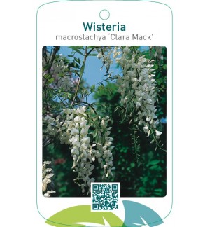 Wisteria macrostachya ‘Clara Mack’