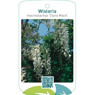 Wisteria macrostachya ‘Clara Mack’