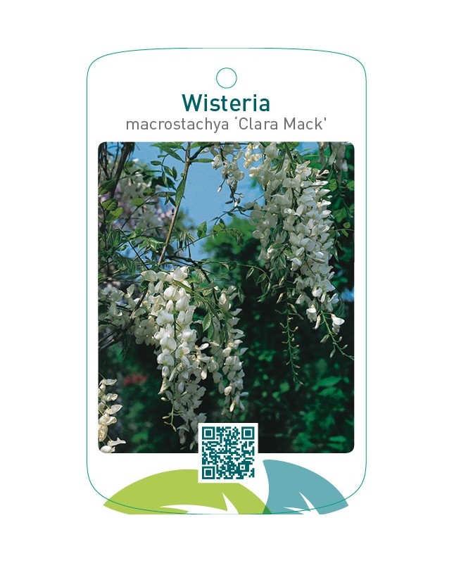 Wisteria macrostachya ‘Clara Mack’