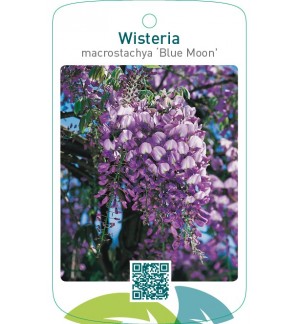 Wisteria macrostachya ‘Blue Moon’