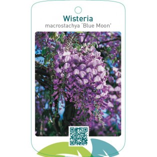 Wisteria macrostachya ‘Blue Moon’