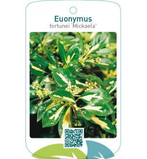 Euonymus fortunei ‘Mickaela’