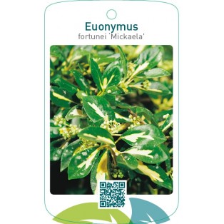 Euonymus fortunei ‘Mickaela’