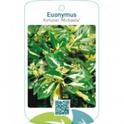Euonymus fortunei ‘Mickaela’