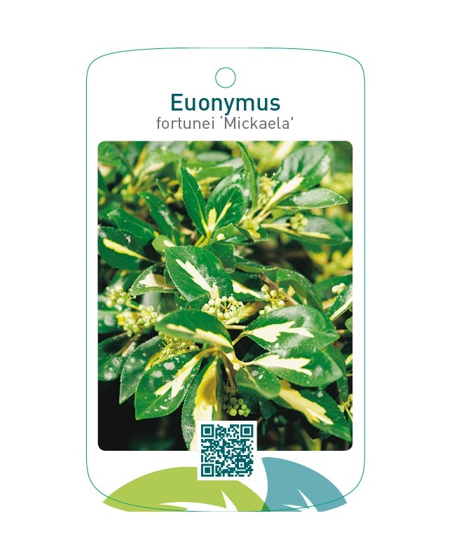 Euonymus fortunei ‘Mickaela’