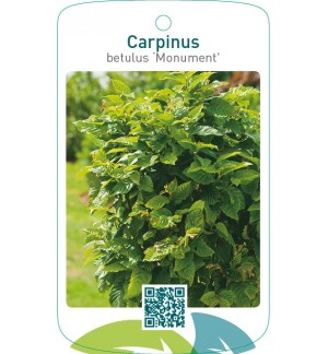 Carpinus betulus ‘Monument’