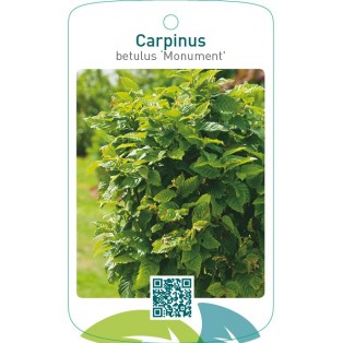 Carpinus betulus ‘Monument’