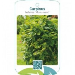Carpinus betulus ‘Monument’