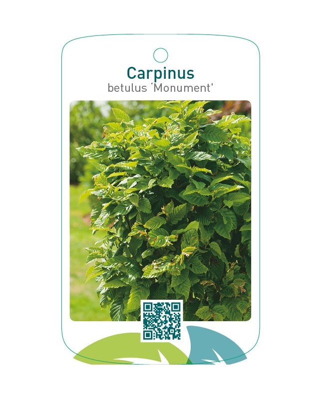 Carpinus betulus ‘Monument’
