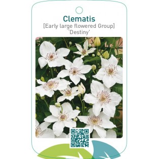 Clematis [Early Large flowered Group] ‘Destiny’
