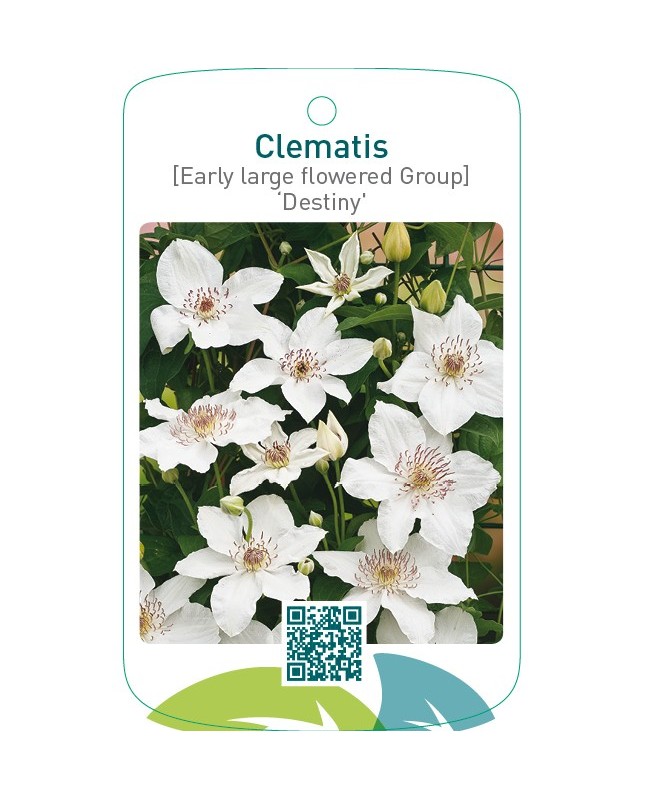 Clematis [Early Large flowered Group] ‘Destiny’