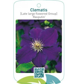 Clematis [Late Large flowered Group] ‘Rasputin’