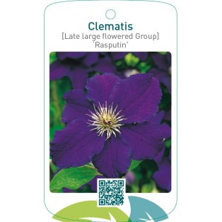 Clematis [Late Large flowered Group] ‘Rasputin’