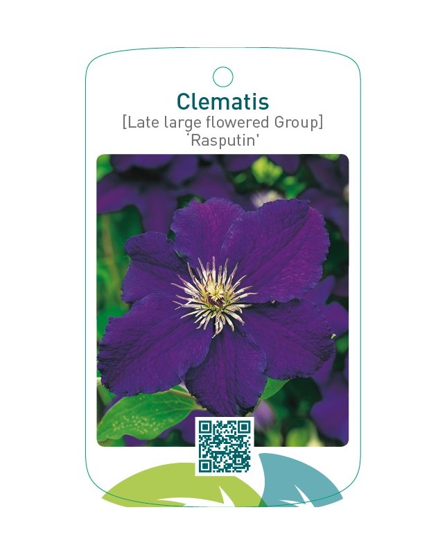 Clematis [Late Large flowered Group] ‘Rasputin’