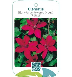 Clematis [Late Large flowered Group] ‘Rüütel’