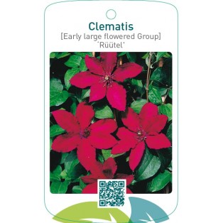 Clematis [Late Large flowered Group] ‘Rüütel’