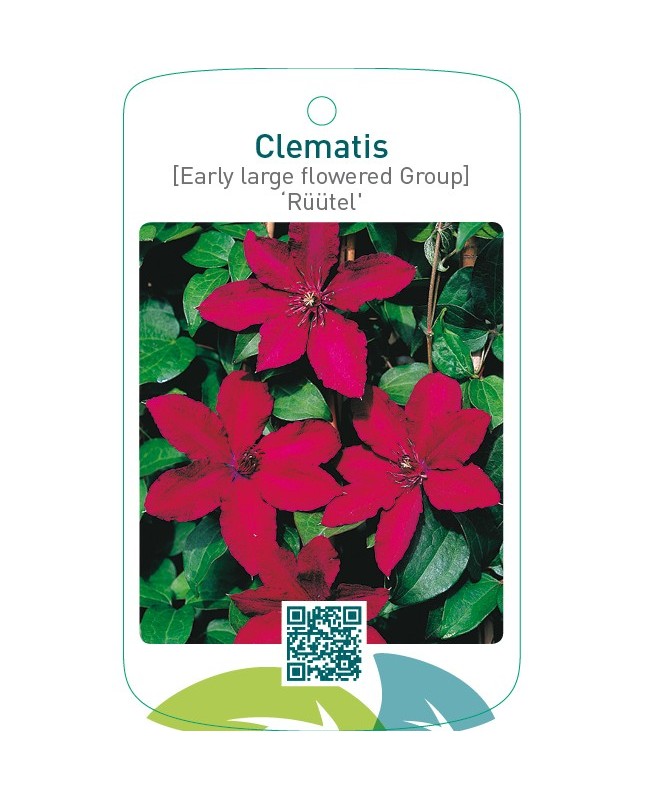 Clematis [Late Large flowered Group] ‘Rüütel’