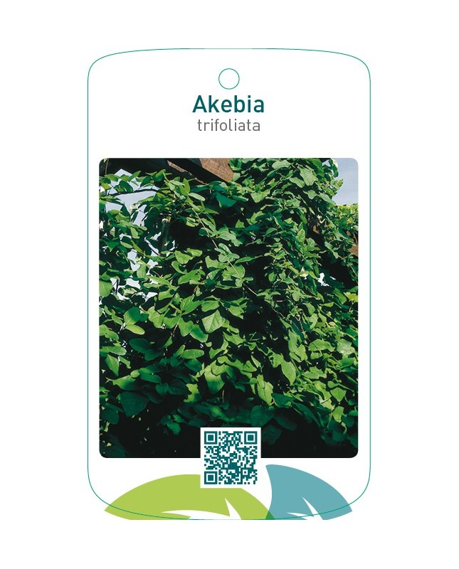 Akebia trifoliata
