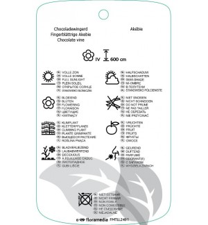 Etichette di Akebia trifoliata *