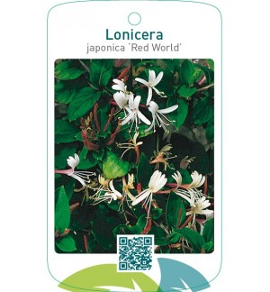 Lonicera japonica ‘Red World’