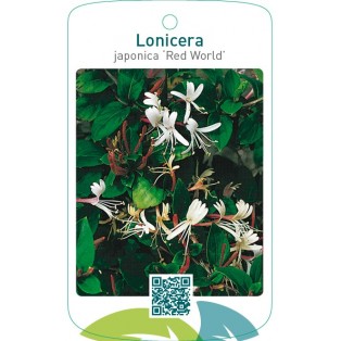Lonicera japonica ‘Red World’