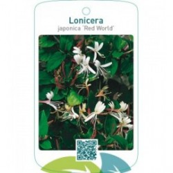 Lonicera japonica ‘Red World’