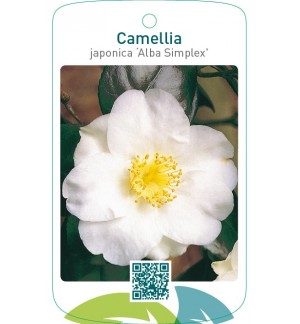 Camellia japonica ‘Alba Simplex’