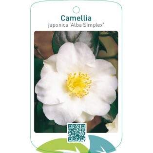 Camellia japonica ‘Alba Simplex’