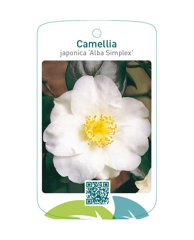 Camellia japonica ‘Alba Simplex’