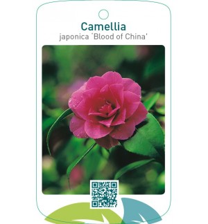 Camellia japonica ‘Blood of China’