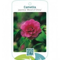 Camellia japonica ‘Blood of China’