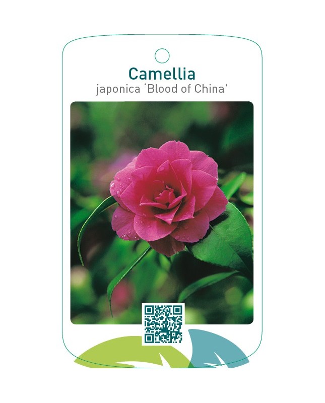Camellia japonica ‘Blood of China’