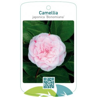 Camellia japonica ‘Bonomiana’