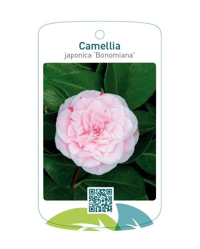 Camellia japonica ‘Bonomiana’