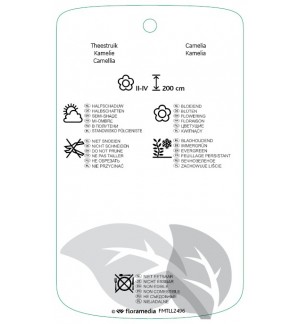 Etichette di Camellia japonica ‘Bonomiana’ *