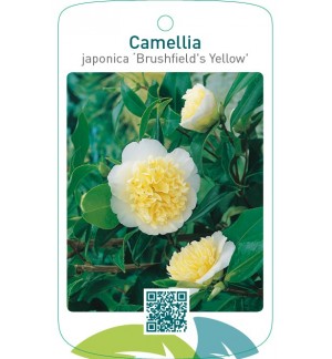 Camellia japonica ‘Brushfield`s Yellow’