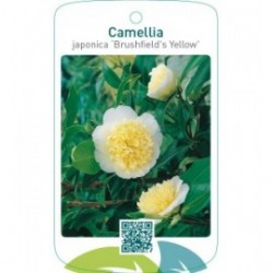 Camellia japonica ‘Brushfield`s Yellow’