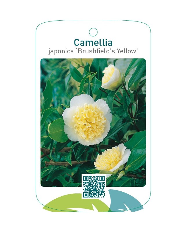 Camellia japonica ‘Brushfield`s Yellow’