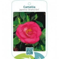 Camellia japonica ‘Drama Girl’