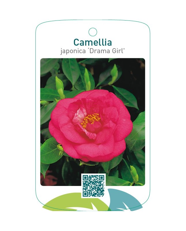 Camellia japonica ‘Drama Girl’